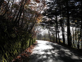 Road amidst trees in forest