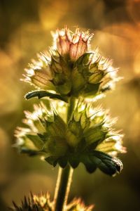 Close-up of flower