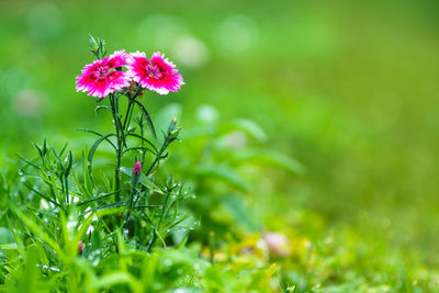 Close-up of flowers blooming outdoors