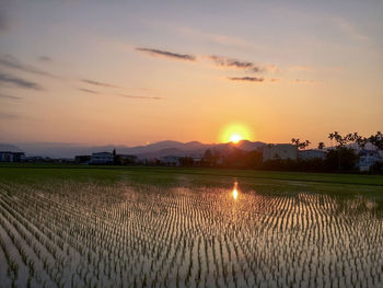 Scenic view of agricultural field against sky during sunset