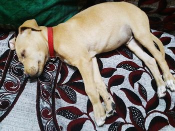 Dog lying on bed