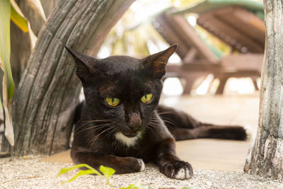 Portrait of cat relaxing outdoors