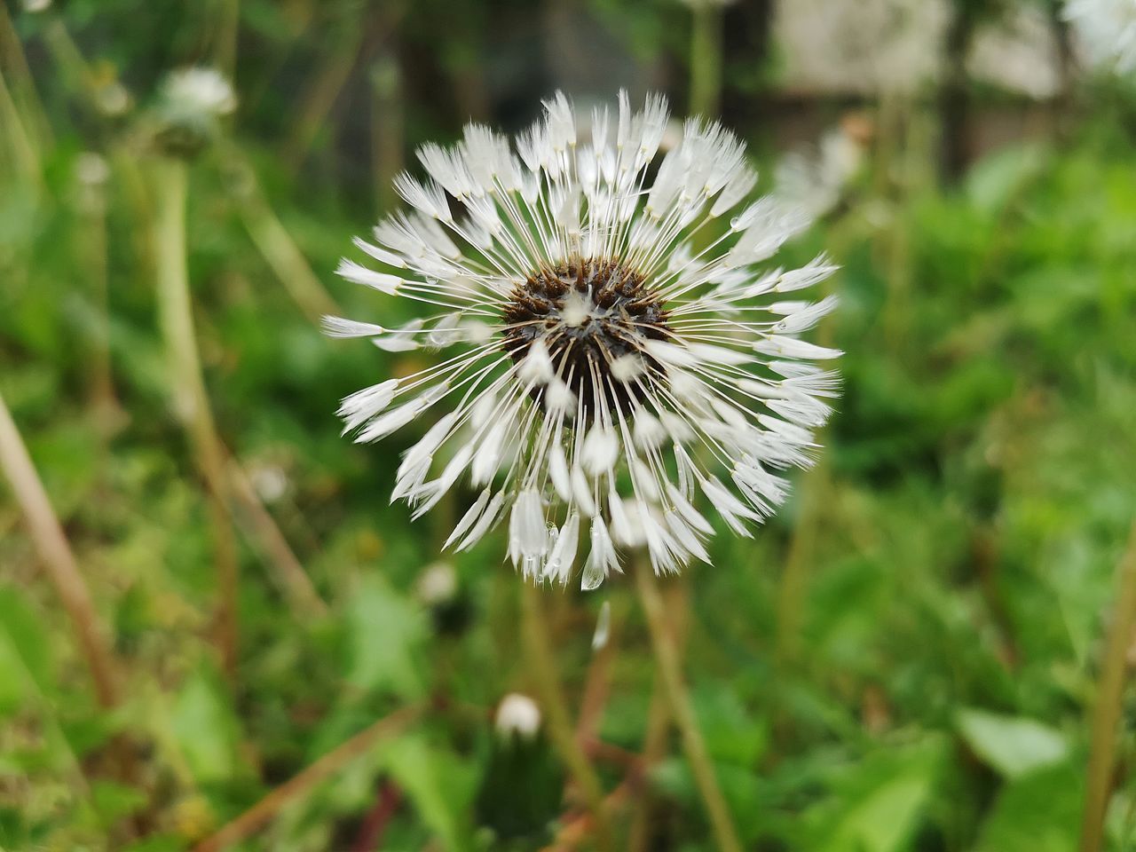 CLOSE-UP OF WHITE DANDELION FLOWER