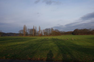 Scenic view of field against sky