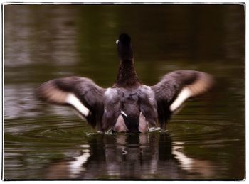 Close-up of swan swimming in lake