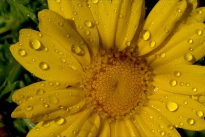 Close-up of water drops on yellow flower