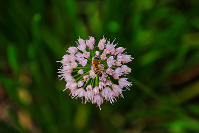 Close-up of bee pollinating on purple flower