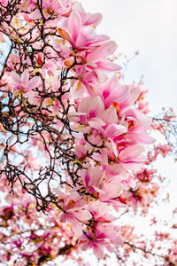 Close-up of pink cherry blossom