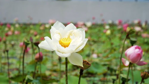 Close-up of white flowers blooming in field