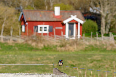 Barn swallow on a wire in front of a red cottage at spring
