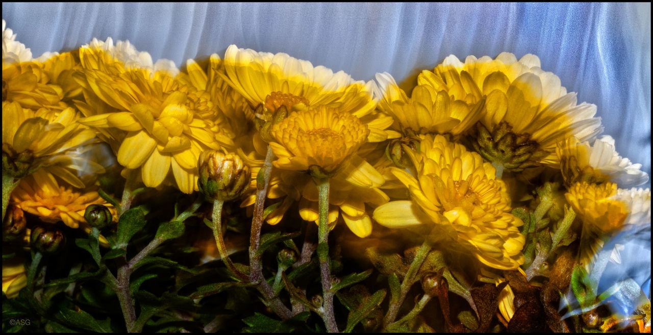 CLOSE-UP OF YELLOW SUNFLOWER AGAINST PLANTS