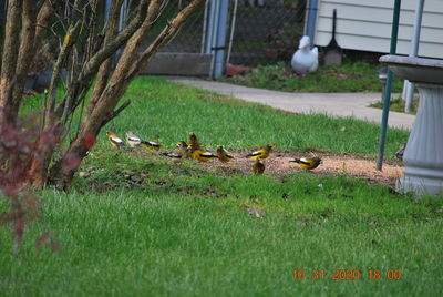 View of birds on grassy field