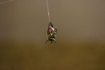 Close-up of bug on web