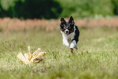 Portrait of dog running on field