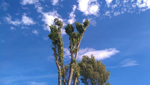 Low angle view of tree against blue sky