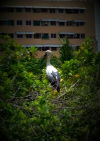 Bird perching on tree trunk