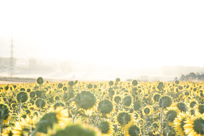 General shot of a sunflower field at sunset