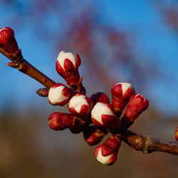 Close-up of red flower buds on tree