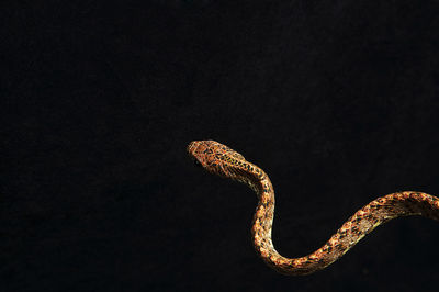 Close-up of snake against black background