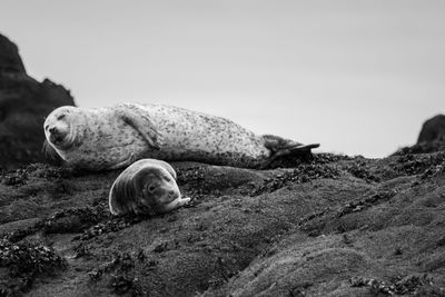 Close-up of sea lion on rock at beach against sky