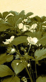 Close-up of flowering plant