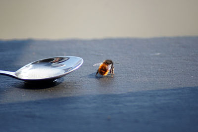 Close-up of insect on a table