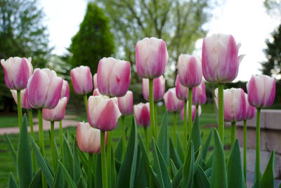 Close-up of pink tulips on field