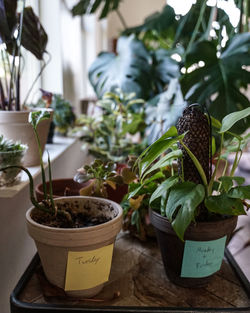 Close-up of potted plants on table