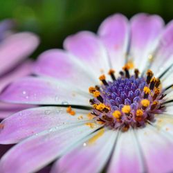 Close-up of pink daisy blooming outdoors
