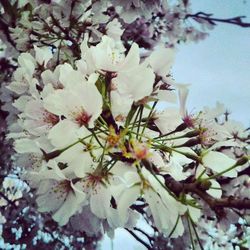 Close-up of white flowers blooming on tree