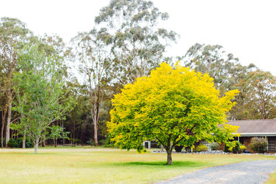 Yellow flower trees against clear sky