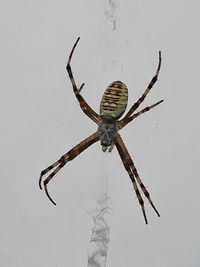 Close-up of spider