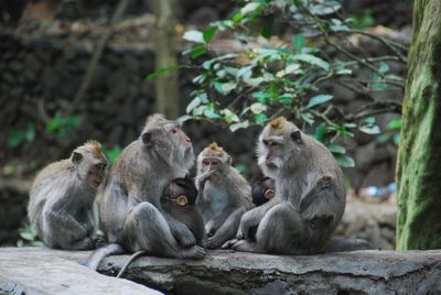 View of monkeys sitting on wall
