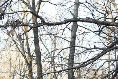Low angle view of bare trees against sky