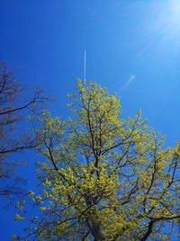 Low angle view of flowering tree against blue sky