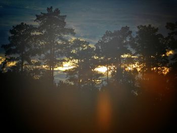 Low angle view of trees against sky