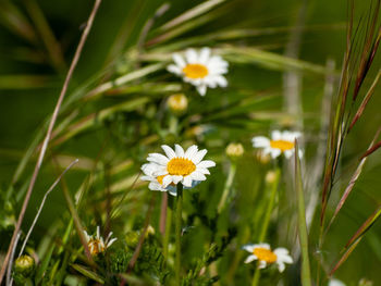 Close-up of white daisy flowers on field