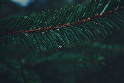 Close-up of raindrops on pine tree