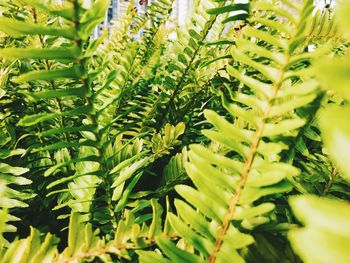 Close-up of green leaves