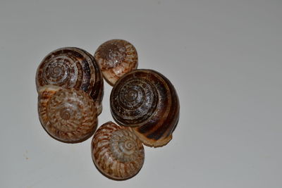 Close-up of snail against white background