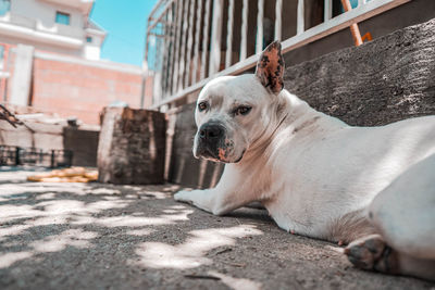 Close-up of dog