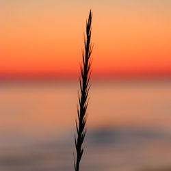 Close-up of silhouette plant against sky during sunset