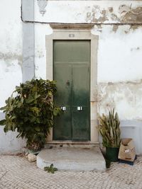 Potted plant on window of building