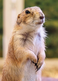 Close-up of squirrel