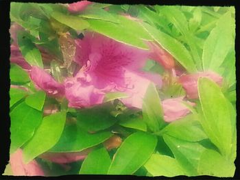 Close-up of pink flowers