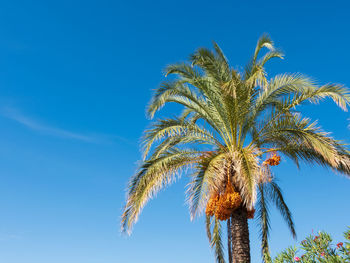 Date palm with ripening fruits, on a bright sunny day