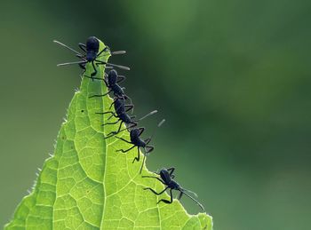 Close-up of insect on leaf