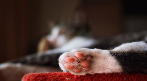 Close-up of cat paw at home