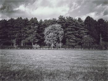 Trees on field against sky