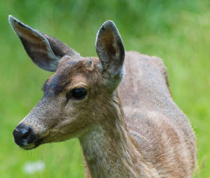Close-up of horse on field
